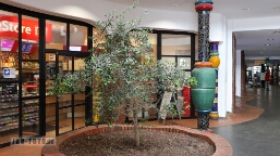 Hundertwasser im Bahnhof mit Olivenbaum