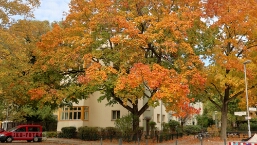 Berlin, Graudenzer/Lasdehner Straße Tolle, herbstliche Farben der Strassenbäume. Leider kein Foto ohne Autos machbar...