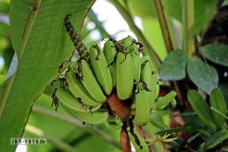 Banane Musa, Berggarten Hannover, 2022