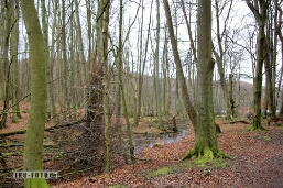 Buchenwald Rügen